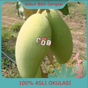 Jual Bibit mangga namdokmai (golden) | Shopee Indonesia