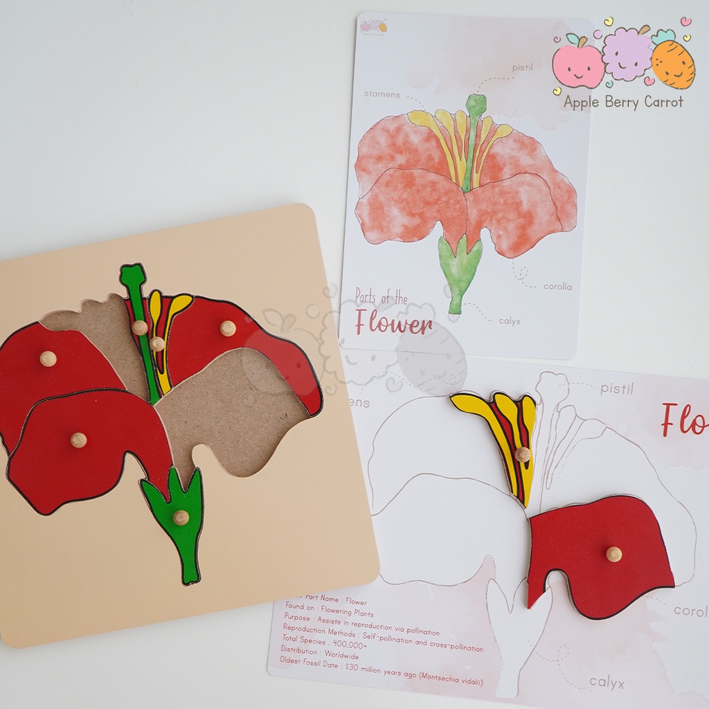 Jual MONTESSORI BOTANY WOODEN PUZZLE AND CABINET | Shopee Indonesia