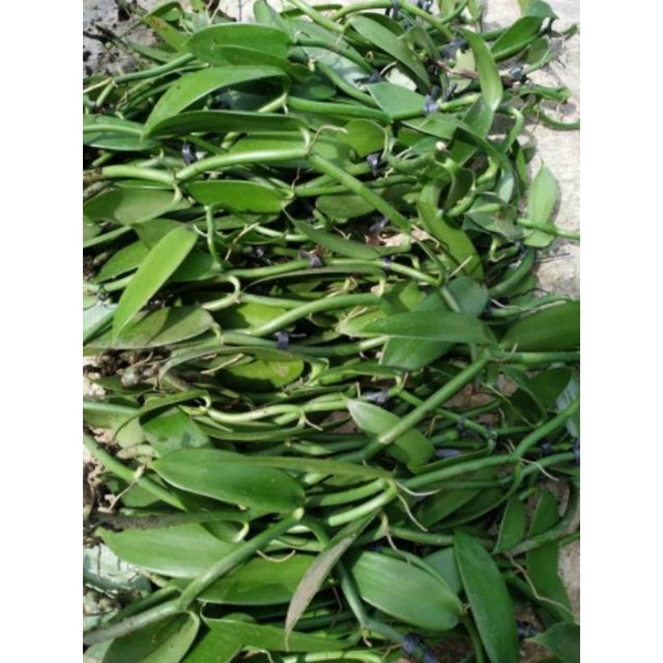 Jual 60cm Bibit Vanili Planifolia Shopee Indonesia 5454