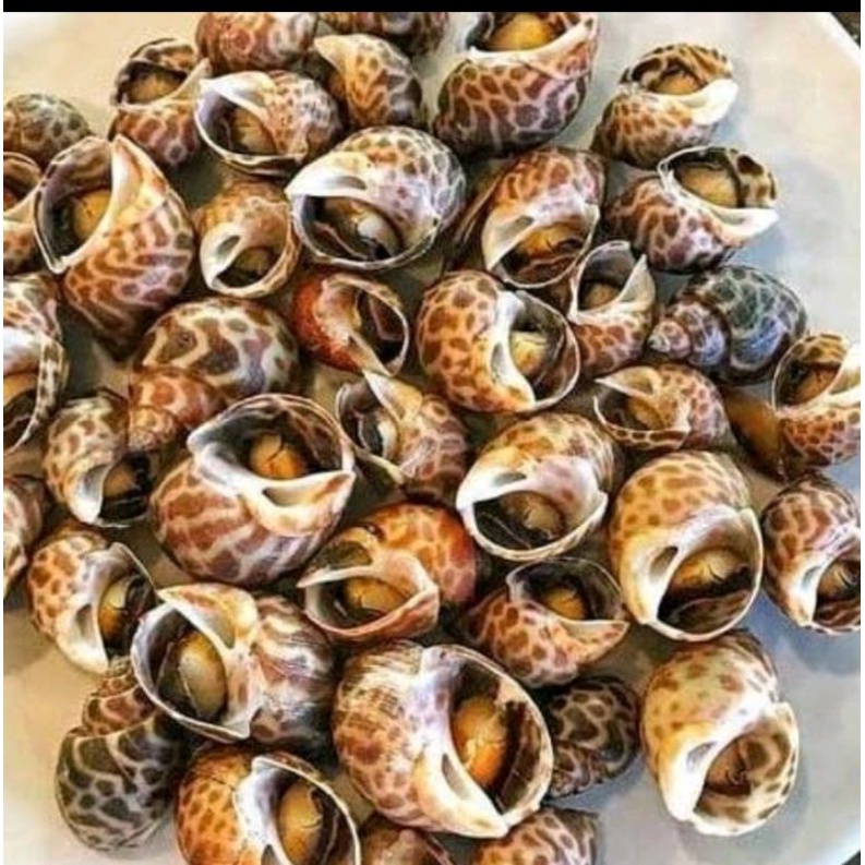 Jual kerang keong kerang Ciput per kg kak | Shopee Indonesia