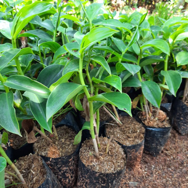 Jual tanaman bunga pacing pentul | Shopee Indonesia