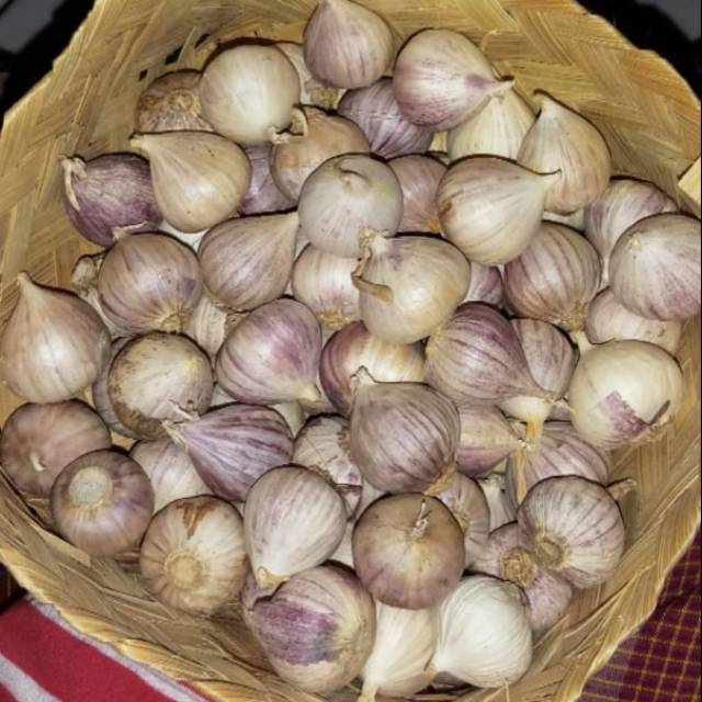 Jual Bawang Tunggal 1 Kg Bawang Lanang Bawang Putih Tunggal Import