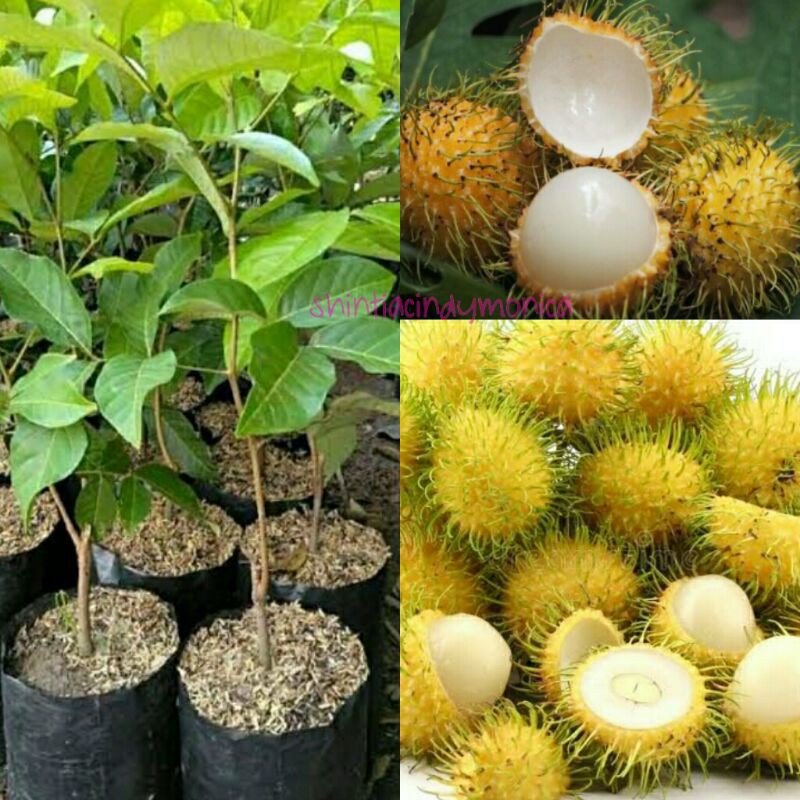 Jual Bibit Rambutan Gading | Shopee Indonesia