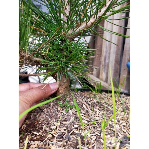 Jual Bahan Bonsai Japanese Black Pine Pinus Jepang Pinus Hitam Jepang ...