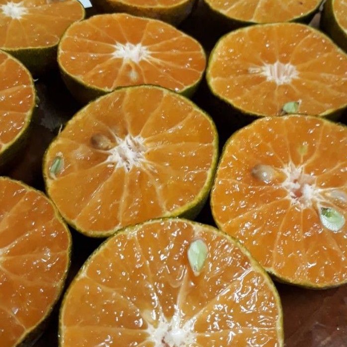 Jual JERUK PERAS SEGAR SEHAT ALAMI / ORANGE FRESH 1 KG | Shopee Indonesia