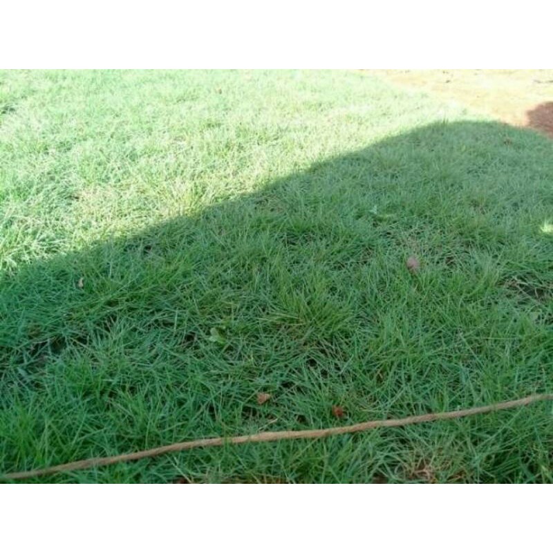 Jual Rumput Peking / Rumput swis jepang murah 1 meter persegi | Shopee ...
