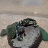 Jual Ikan Hias Aquarium Surabaya