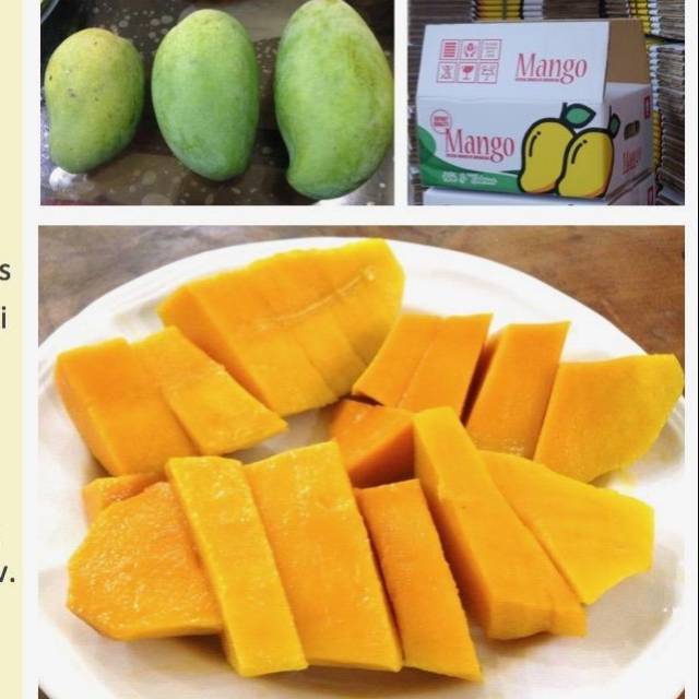 Jual Princess Mango | Shopee Indonesia