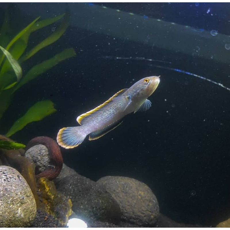 Jual channa limbata 5 cm ( CB ) | Shopee Indonesia