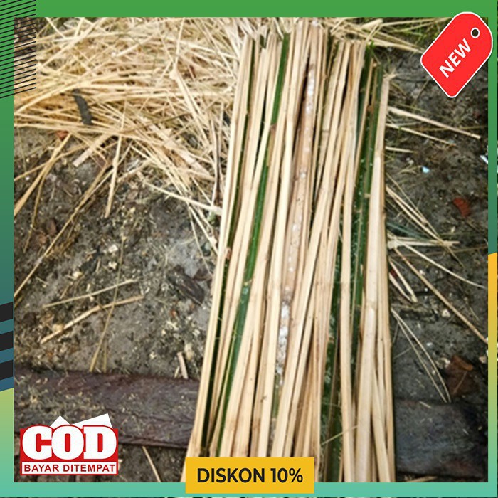 Jual Bambu penyangga tanaman Rambat tanaman indoor hidup | Shopee Indonesia