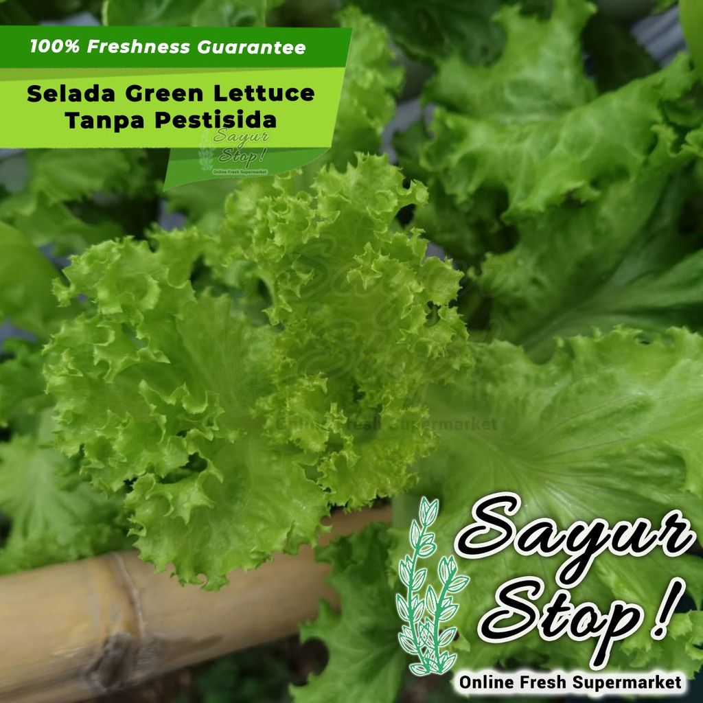 Jual Sayur Stop Selada Green Lettuce Organik Tanpa Pestisida 1 Pcs Shopee Indonesia 8388