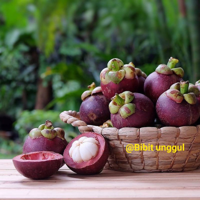 Jual Bibit Tanaman Buah Manggis Unggul Super Manis Bisa Cod Shopee