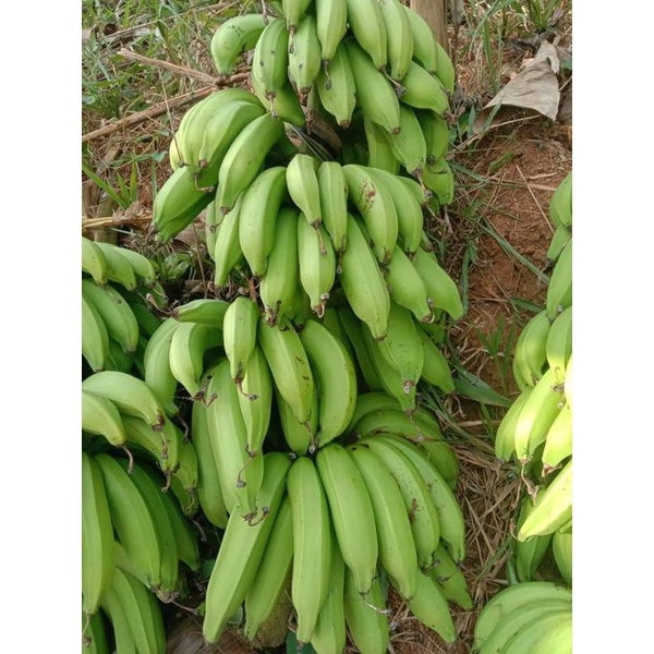 Jual Pisang Raja Nangka Kg Shopee Indonesia