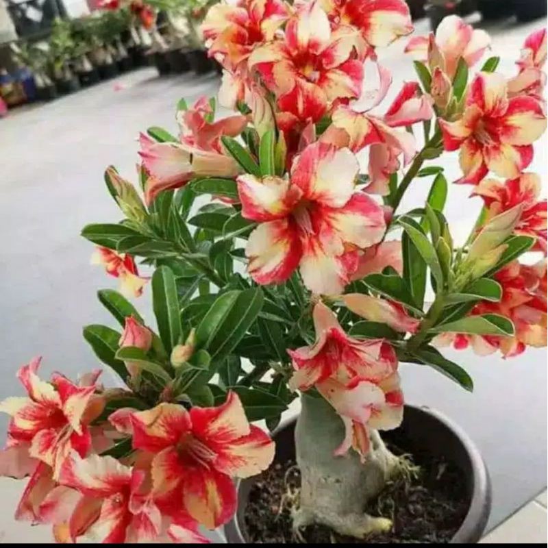 Jual adenium red yellow strip | Shopee Indonesia