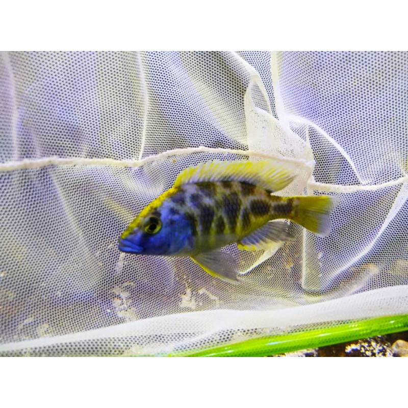 Jual Ikan Hias Cichlid Venustus Shopee Indonesia