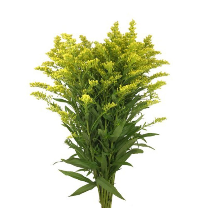 Jual Rosida perikat rimbun banyak | Shopee Indonesia