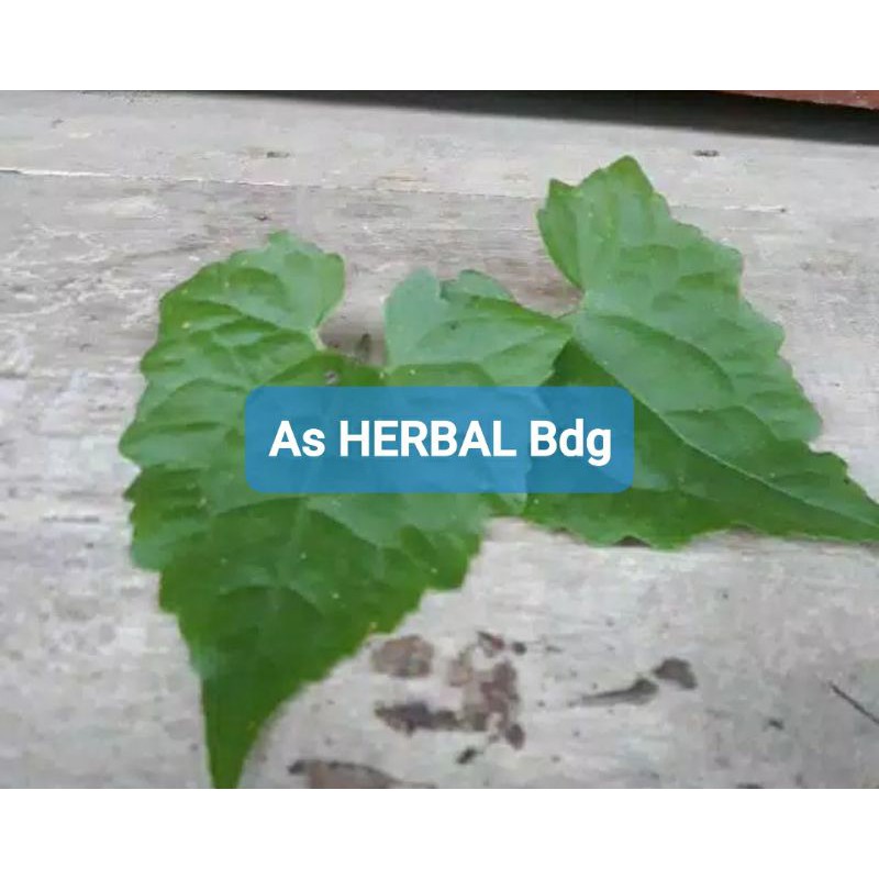 Jual Daun sembung rambat segar murni daun per 100 lembar | Shopee Indonesia