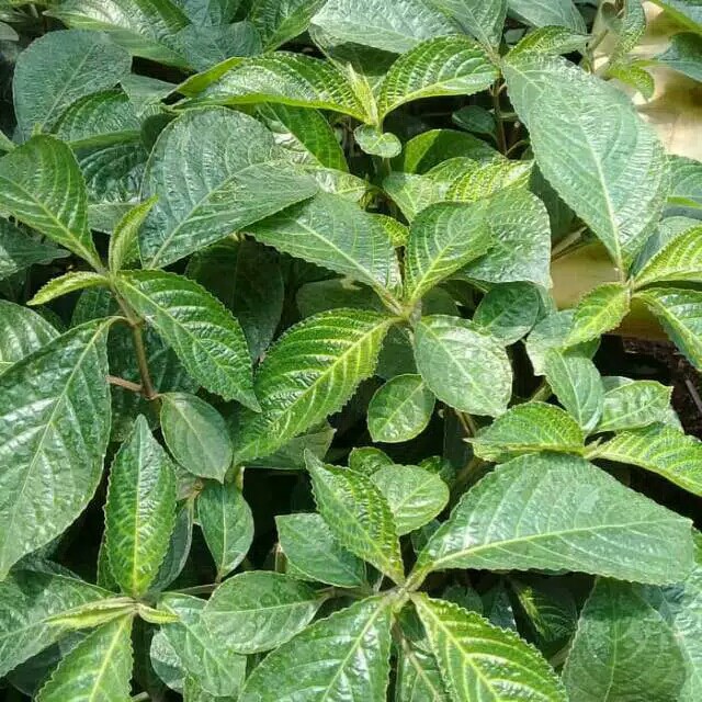 Jual Daun Keji Beling Segar Kejibeling Keci Beling Kecibeling Daun ...