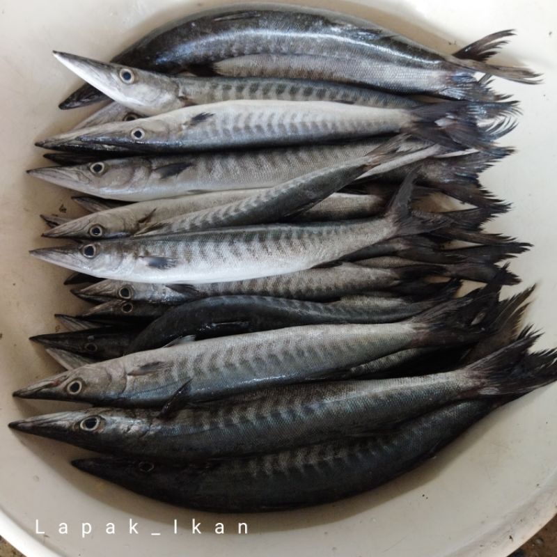 Jual Ikan Barakuda Alu Alu Segar Kilogram Shopee Indonesia