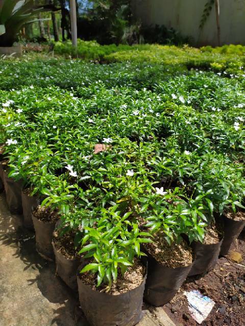 Jual Tanaman hias rembosa mini hijau bunga putih-pohon rembosha mini ...