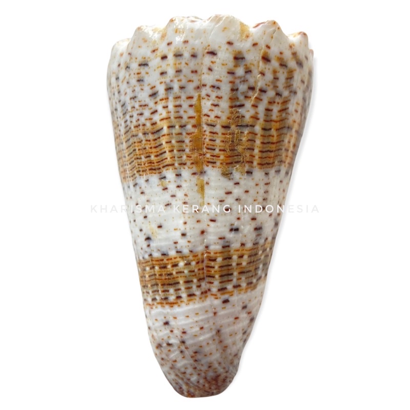 Jual CONUS IMPERIALIS SHELL CANGKANG KERANG LAUT HIAS KERANG KOLEKSI ...