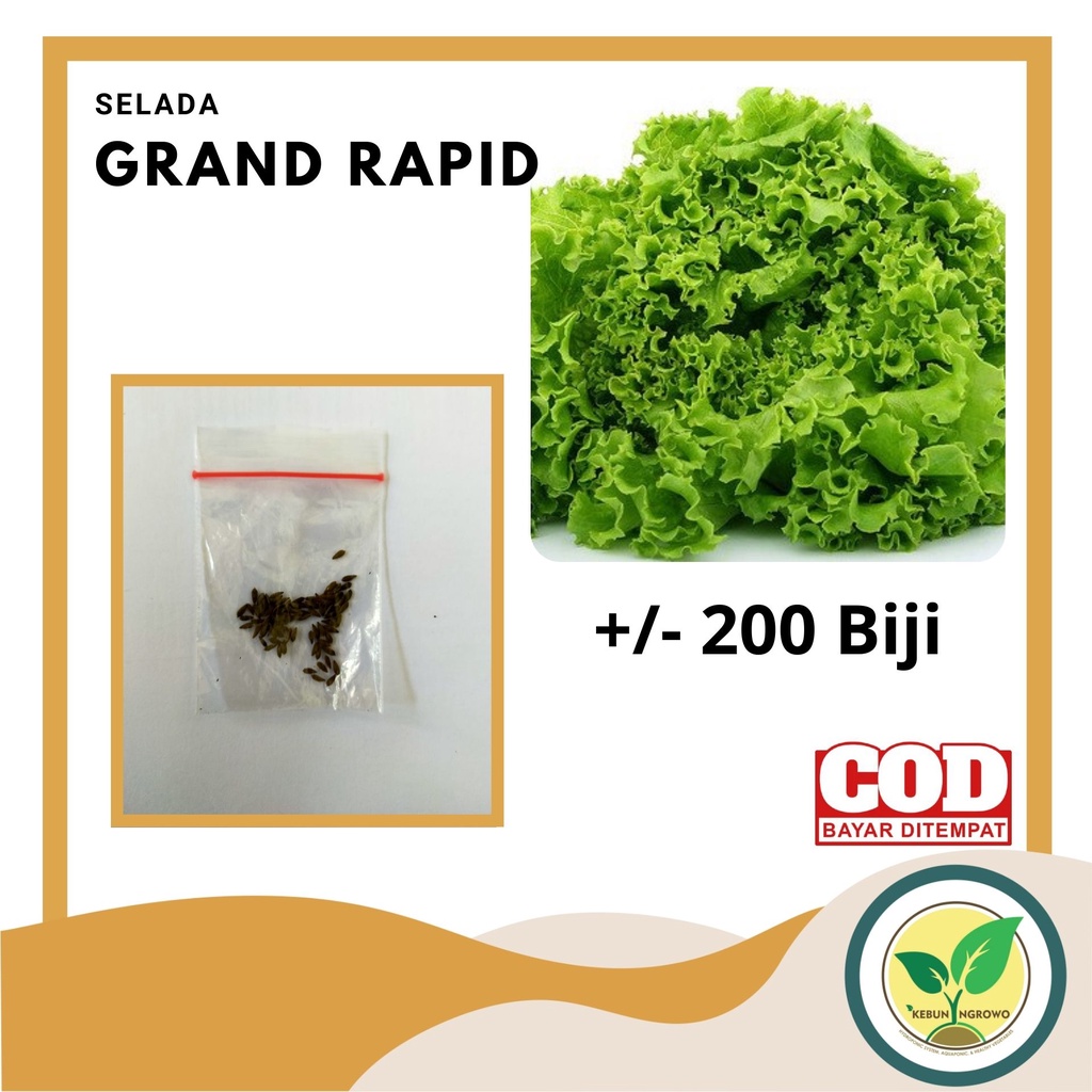 Jual Benih Biji Seed Selada Hijau Keriting Grand Rapids Hidroponik Bibit Sayur 200 Biji Kemasan