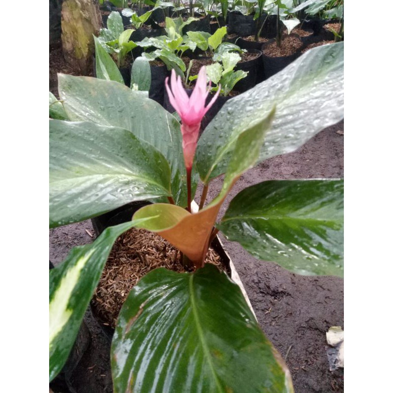 Jual Marantha Bintang | Shopee Indonesia