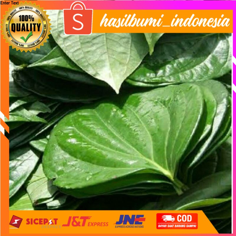 Jual Daun Sirih Segar 100 Lembar Untuk Obat Shopee Indonesia