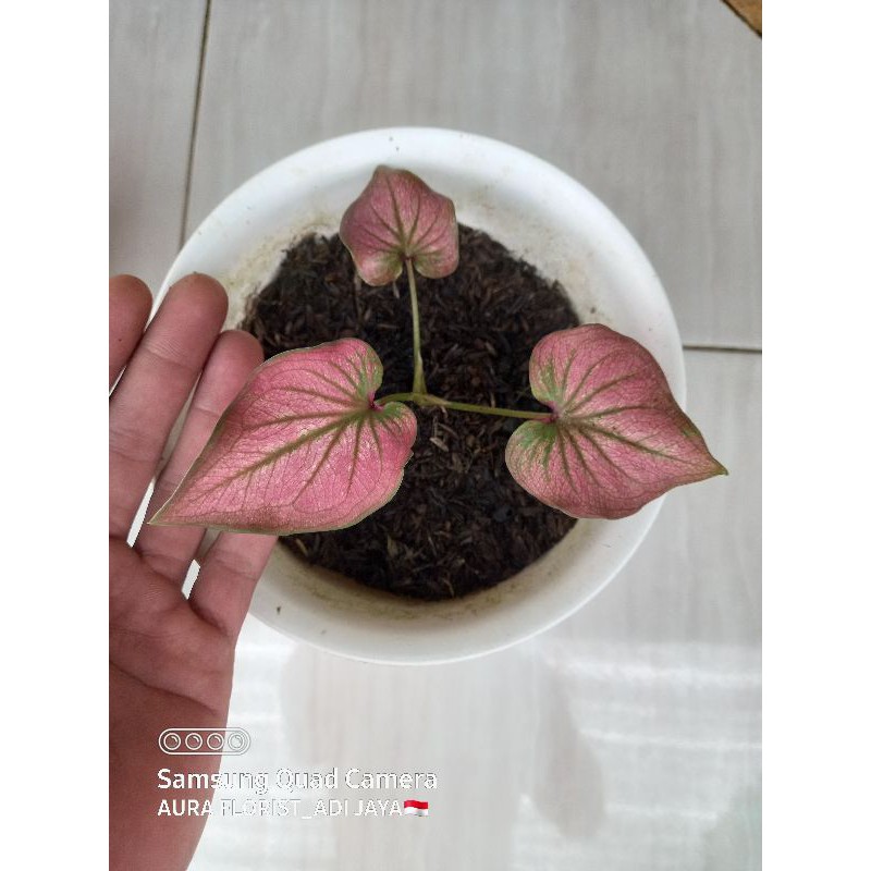 Jual CALADIUM INFINITY ANAKAN | Shopee Indonesia