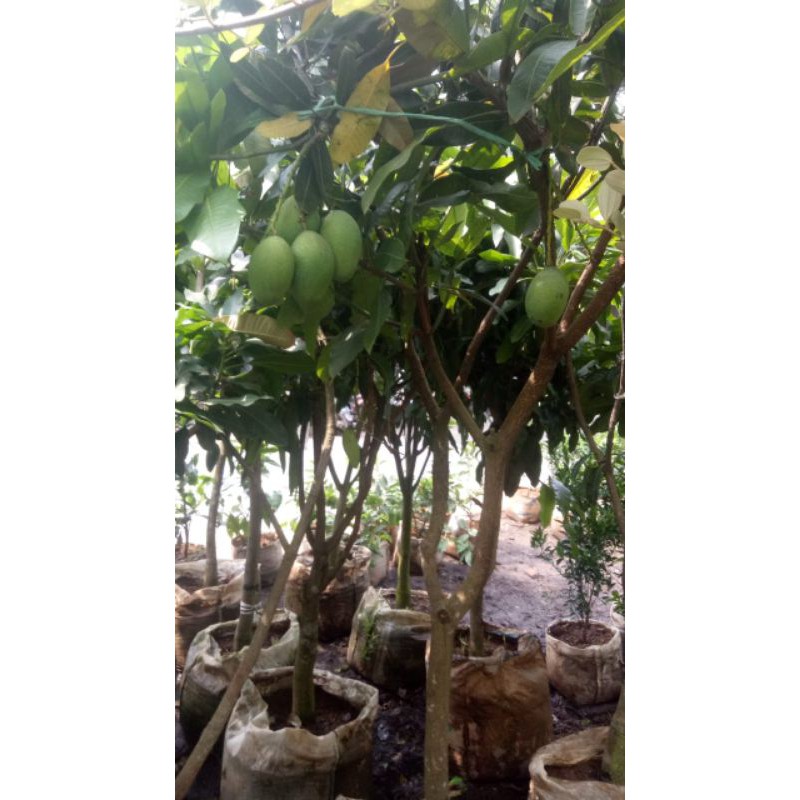 Jual Pohon Buah Mangga Harum Manis Shopee Indonesia