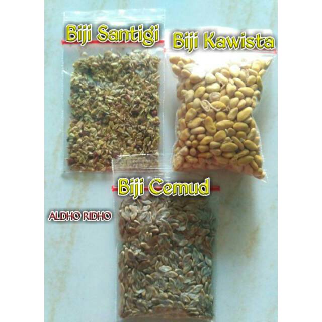Jual Biji Bonsai Mix 3jenis (biji Santigi, Biji Kawista, Biji Cemara ...