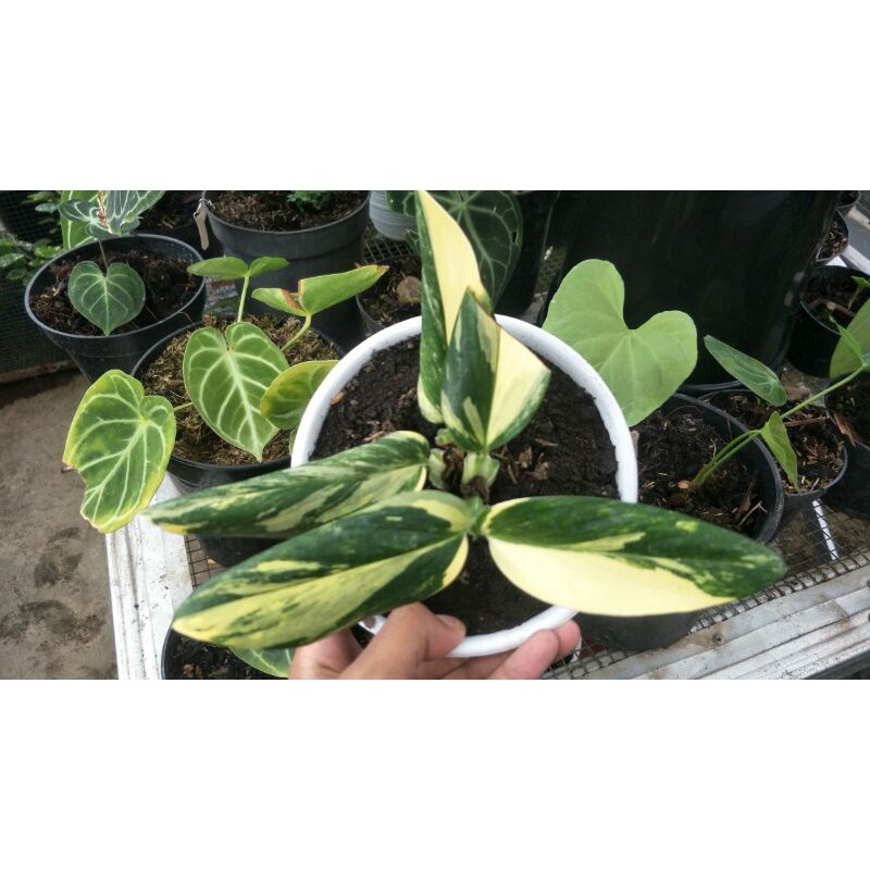 Jual philodendron stanley , (stanleydiana varigata stanley varigata ...