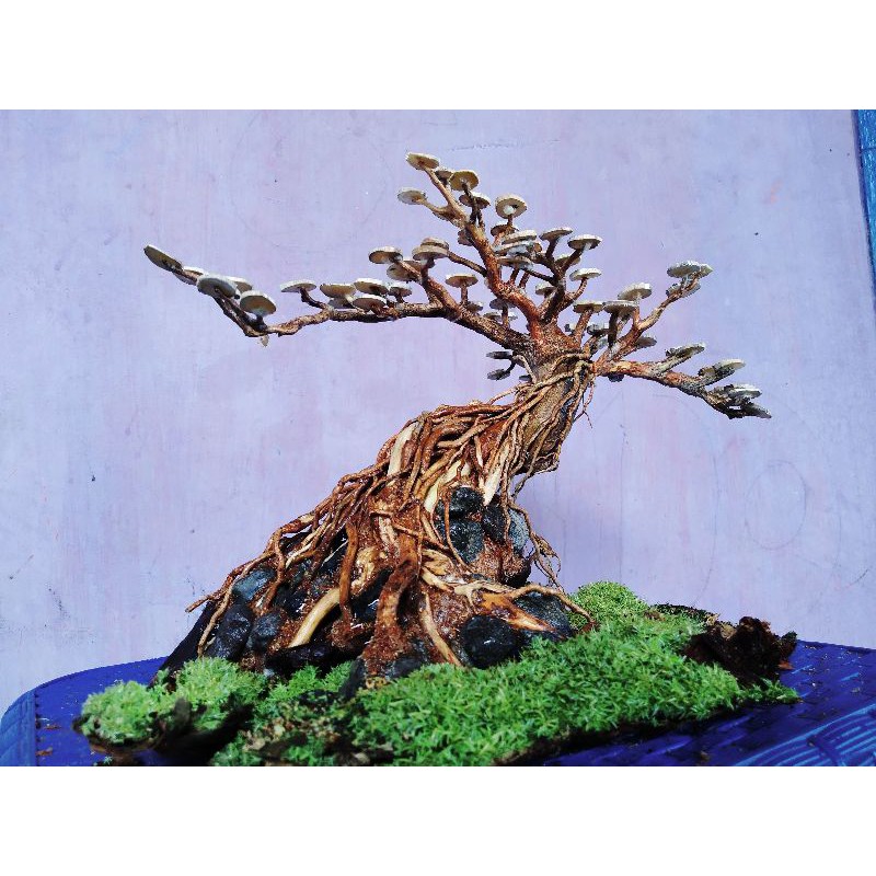 Jual BONSAI AQUASCAPE Shopee Indonesia