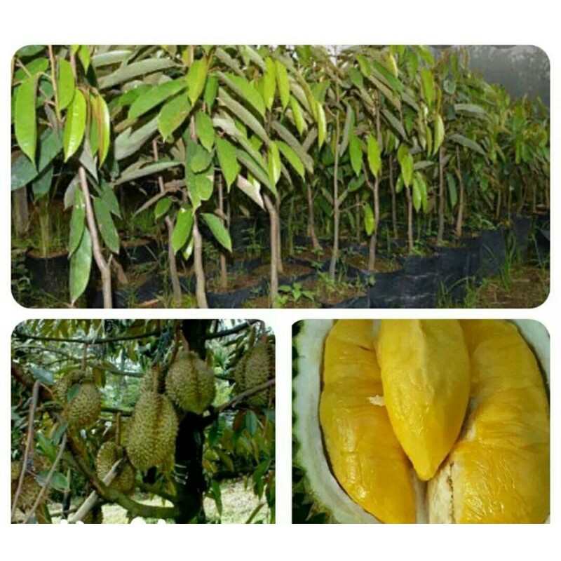 Jual TERBARU BIBIT TANAMAN BUAH DURIAN BAWOR OKULASI 1 KG isi 2 HARGA
