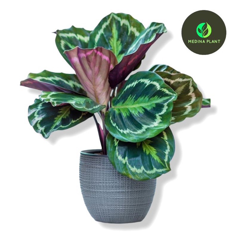 Jual Tanaman Cantik Calathea Medallion Rimbun Shopee Indonesia