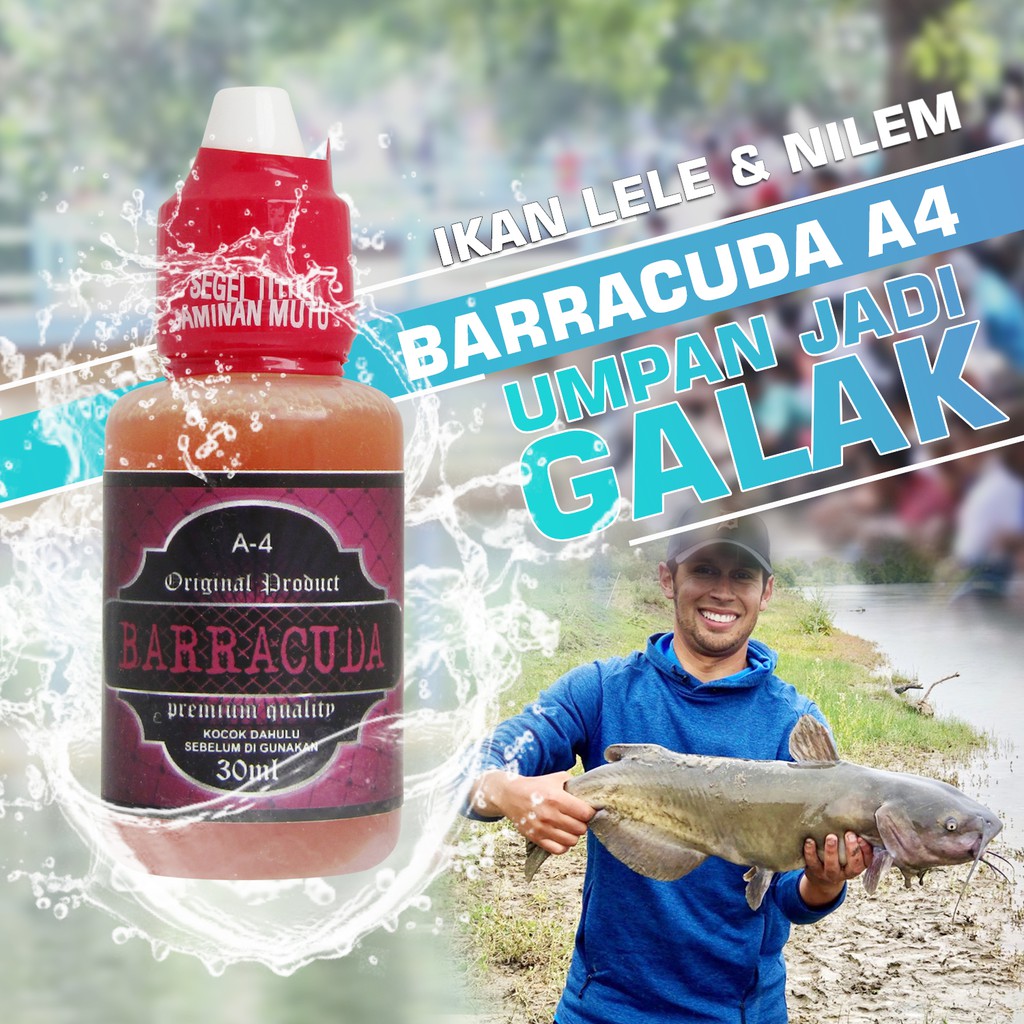 Jual Barracuda A4 Essen Ikan Lele Untuk Mancing Harian Lomba Galatama