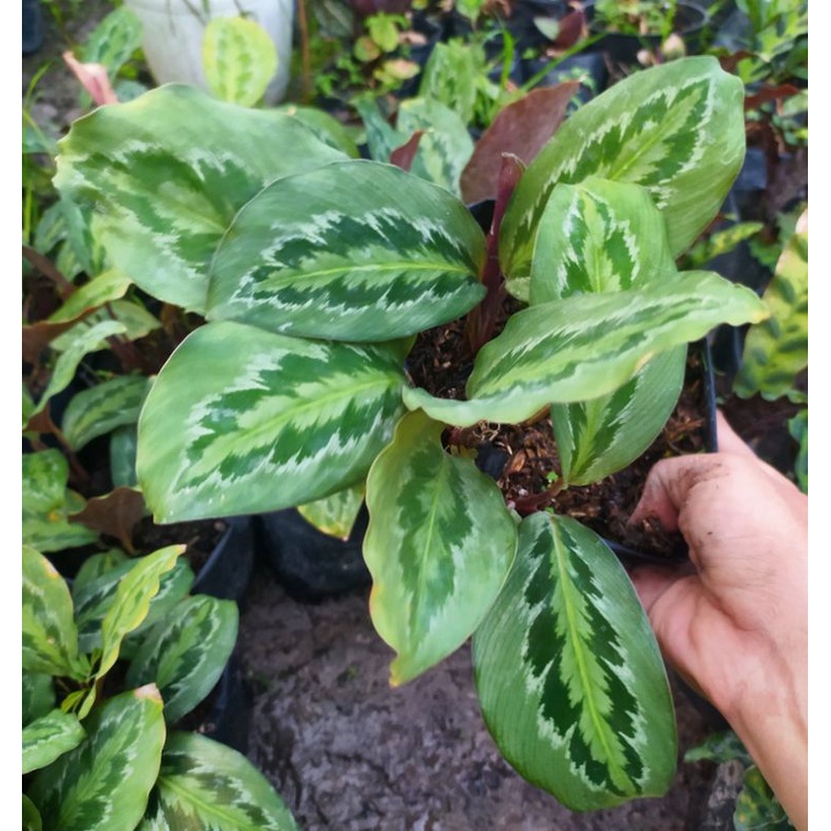 Jual calathea chimboracensis | Shopee Indonesia