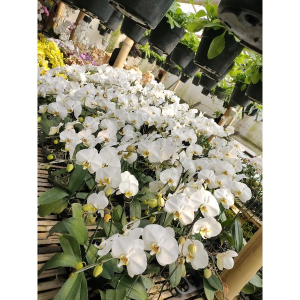 Jual Anggrek Bulan ( Phalaenopsis amabilis ) | Shopee Indonesia