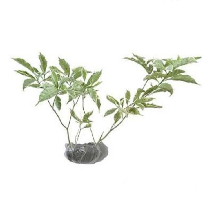 Jual pohon rombusa putih/tanaman hias keytaman02 | Shopee Indonesia