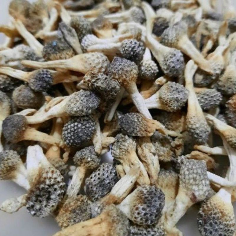 Jual Mpot Ayam Putih/Albino Utuh | Shopee Indonesia