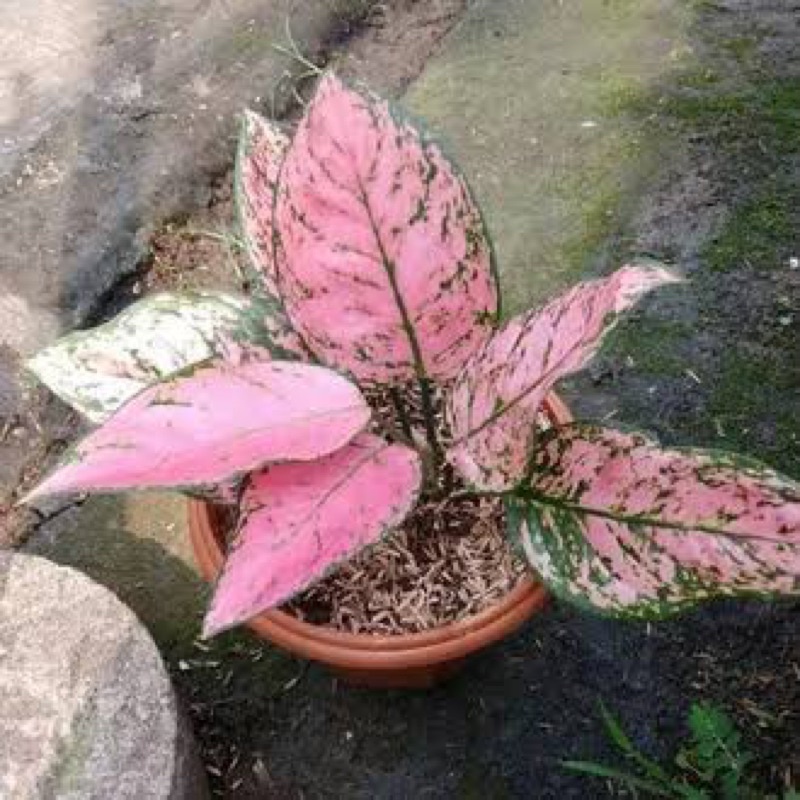 Jual Tanaman aglonema ruby pink/Pohon daun rimbun ruby pink | Shopee ...