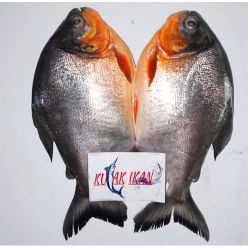 Jual Ikan Bawal Terlengkap & Harga Terbaru Juni 2026 | Shopee Indone…