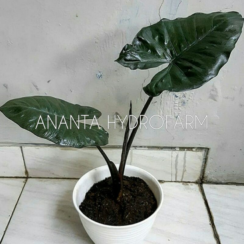 Jual Talas Hitam, Bibit Alokasia, Lompong Hitam, Keladi Hitam, Sente