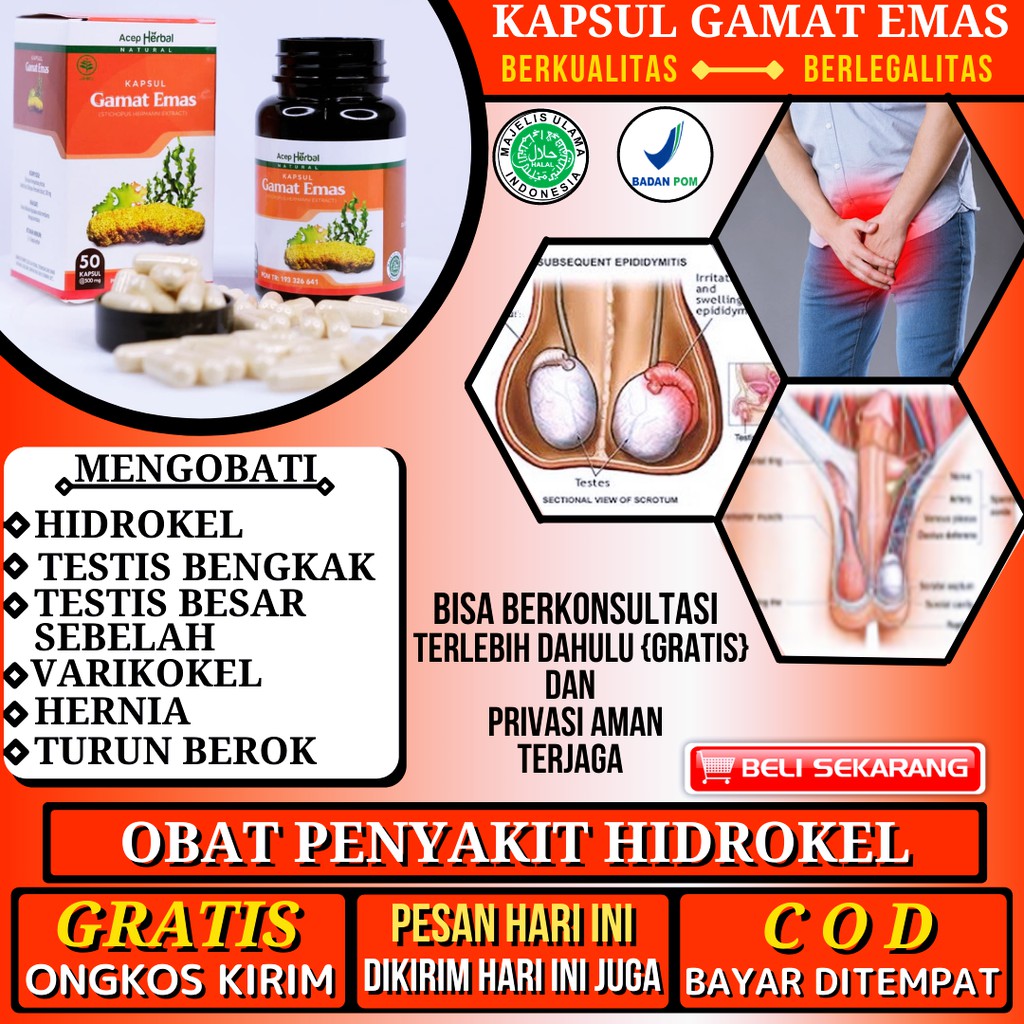 Jual Obat Varikokel Buah Zakar Bengkak Testis Bengkak Hernia