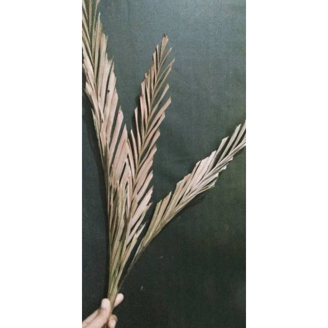 Jual 3 Batang Dried Palma Palem Palma Kering Shopee Indonesia