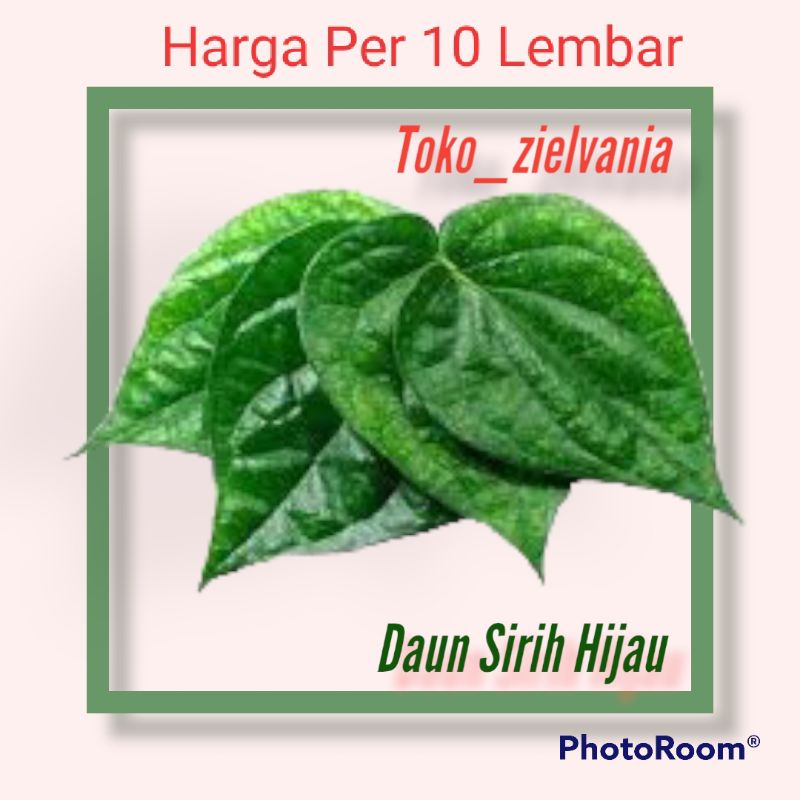 Jual Daun Sirih Hijau Segar Daun Sirih Hijau Baru Di Petik Harga Per