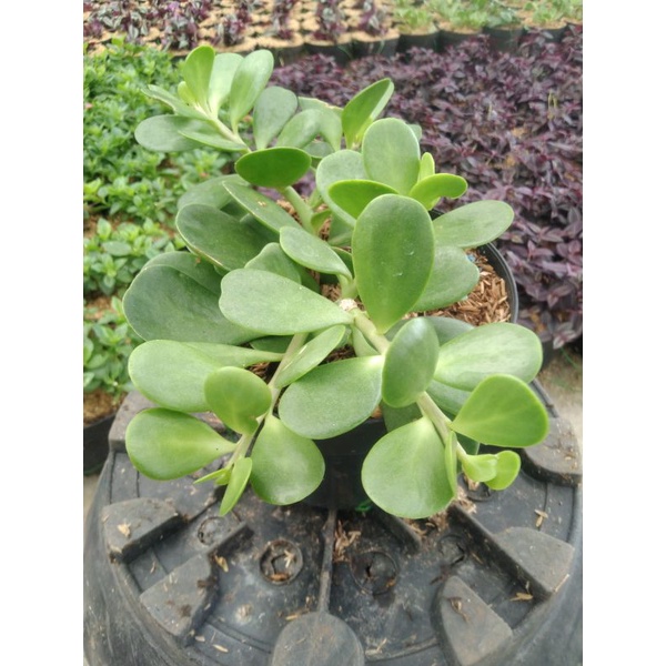 Jual Jade plant rimbun tanaman gantung | Shopee Indonesia