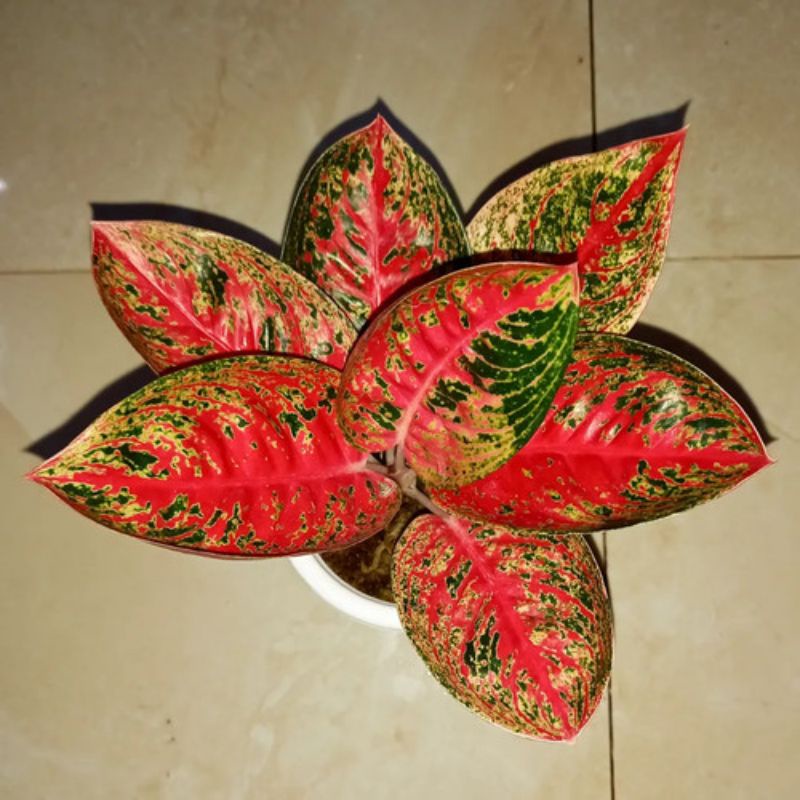 beautiful philodendron Philodendron Brown Beauty main image 1