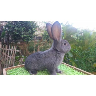 German giant best sale rabbit harga