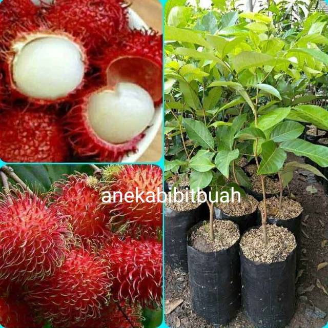 Jual BIBIT POHON RAMBUTAN RAPIAH - Tanaman Buah rambutan Rapiah Genjah ...